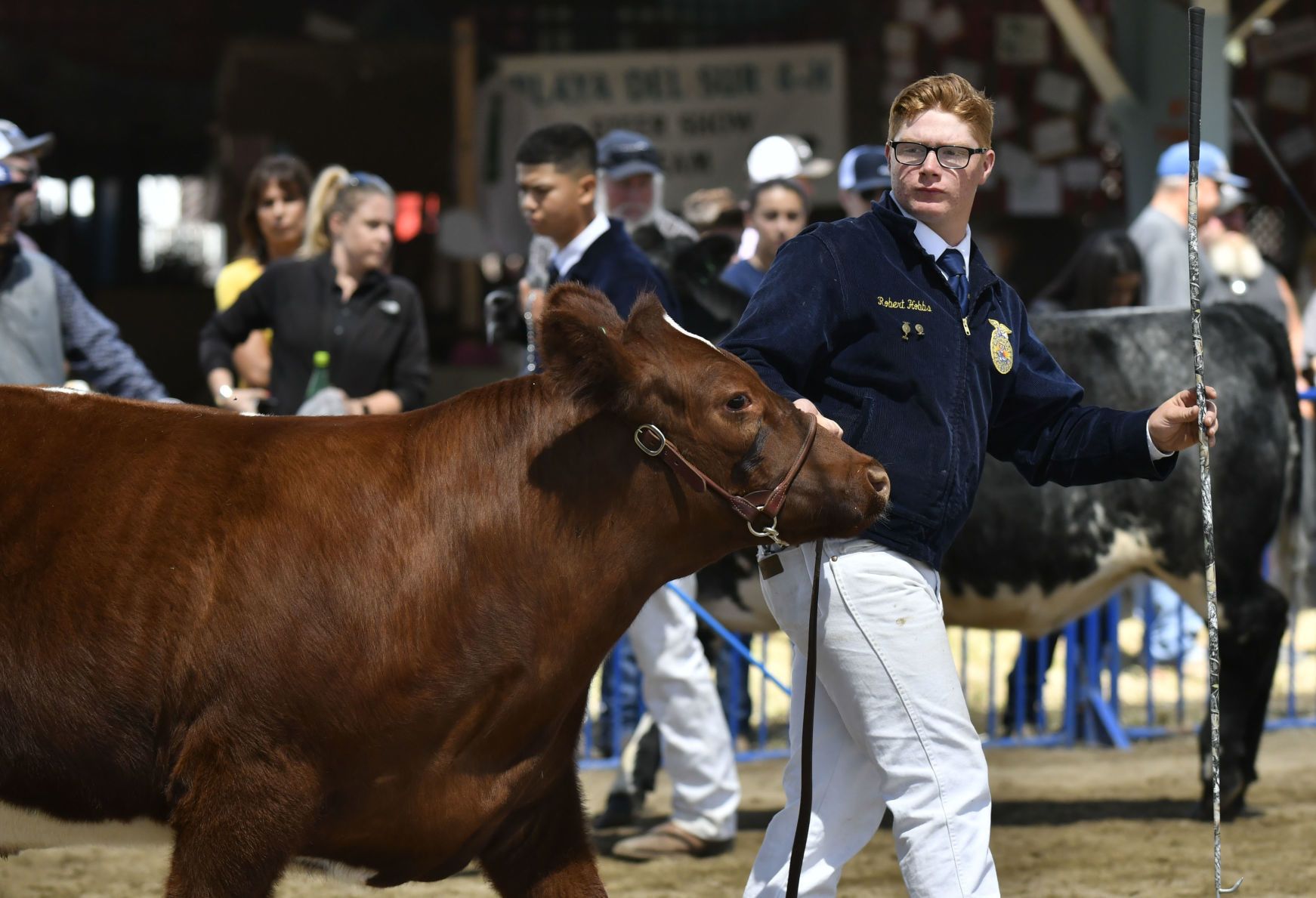 071018 County Fair steer judging 07.jpg